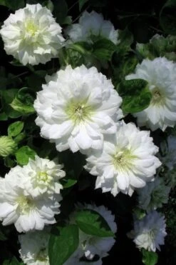 Duchess Of Edinburgh Clematis - 2 Gallon Pot -SHRUBS and BUSHES Shop clematis duchess of edinburgh 7 1