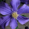 Durandii Clematis - 1 Gallon Pot -SHRUBS and BUSHES Shop clematis durandii 10
