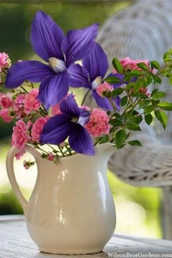 Durandii Clematis - 1 Gallon Pot -SHRUBS and BUSHES Shop clematis durandii 13