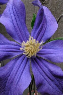 Durandii Clematis - 1 Gallon Pot -SHRUBS and BUSHES Shop clematis durandii 4