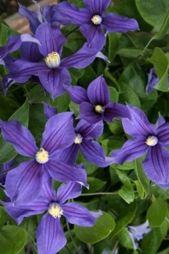 Durandii Clematis - 1 Gallon Pot -SHRUBS and BUSHES Shop clematis durandii 5