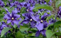 Durandii Clematis - 1 Gallon Pot -SHRUBS and BUSHES Shop clematis durandii 6