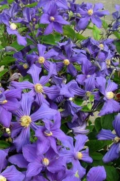 Durandii Clematis - 1 Gallon Pot -SHRUBS and BUSHES Shop clematis durandii 7