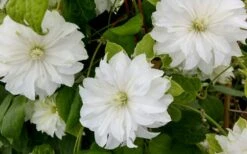 Duchess Of Edinburgh Clematis - 2 Gallon Pot -SHRUBS and BUSHES Shop clematis duschess of edinburgh 3 1