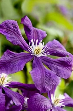 Etoile Violette Clematis - 1 Gallon Pot 17 Etoile Violette Clematis - 1 Gallon Pot -SHRUBS and BUSHES Shop clematis etoile violette 10