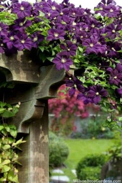 Etoile Violette Clematis - 1 Gallon Pot 15 Etoile Violette Clematis - 1 Gallon Pot -SHRUBS and BUSHES Shop clematis etoile violette 11