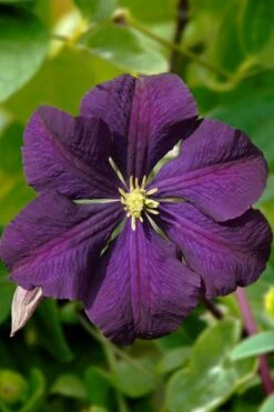 Etoile Violette Clematis - 1 Gallon Pot 13 Etoile Violette Clematis - 1 Gallon Pot -SHRUBS and BUSHES Shop clematis etoile violette 13