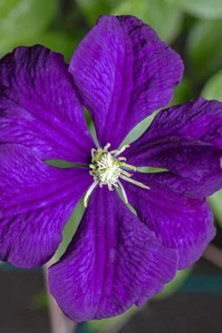 Etoile Violette Clematis - 1 Gallon Pot 16 Etoile Violette Clematis - 1 Gallon Pot -SHRUBS and BUSHES Shop clematis etolie violette 1