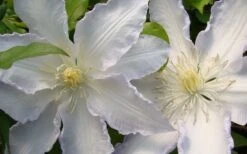 Gillian Blades Clematis - 1 Gallon Pot 13 Gillian Blades Clematis - 1 Gallon Pot -SHRUBS and BUSHES Shop clematis gillian blades 4