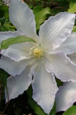 Gillian Blades Clematis - 1 Gallon Pot 11 Gillian Blades Clematis - 1 Gallon Pot -SHRUBS and BUSHES Shop clematis gillian blades 5