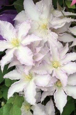 Gillian Blades Clematis - 1 Gallon Pot 12 Gillian Blades Clematis - 1 Gallon Pot -SHRUBS and BUSHES Shop clematis gillian blades 500x750 1