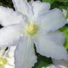 Gillian Blades Clematis - 1 Gallon Pot -SHRUBS and BUSHES Shop clematis gillian blades 7