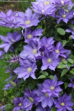 H. F. Young Clematis - 3 Gallon Pot -SHRUBS and BUSHES Shop clematis h f young 13