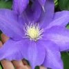 H. F. Young Clematis - 3 Gallon Pot -SHRUBS and BUSHES Shop clematis h f young 17