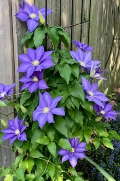 H. F. Young Clematis - 3 Gallon Pot -SHRUBS and BUSHES Shop clematis h f young 5