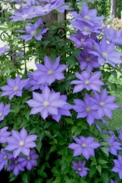 H. F. Young Clematis - 3 Gallon Pot -SHRUBS and BUSHES Shop clematis h f young 9