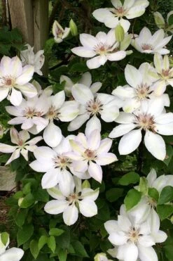 Henryi Clematis - 1 Gallon Pot -SHRUBS and BUSHES Shop clematis henryi 2