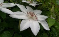 Henryi Clematis - 1 Gallon Pot -SHRUBS and BUSHES Shop clematis henryi 3