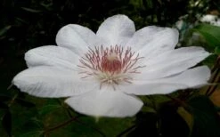 Henryi Clematis - 1 Gallon Pot -SHRUBS and BUSHES Shop clematis henryi 4