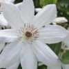 Henryi Clematis - 1 Gallon Pot 2 Henryi Clematis - 1 Gallon Pot -SHRUBS and BUSHES Shop clematis henryi 5