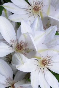 Henryi Clematis - 1 Gallon Pot -SHRUBS and BUSHES Shop clematis henryi 7