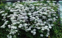 Huldine Clematis - 1 Gallon Pot -SHRUBS and BUSHES Shop clematis huldine 11