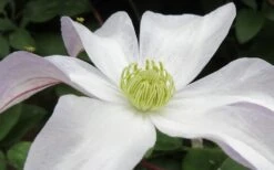 Huldine Clematis - 1 Gallon Pot -SHRUBS and BUSHES Shop clematis huldine 3