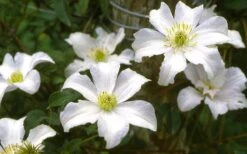 Huldine Clematis - 1 Gallon Pot -SHRUBS and BUSHES Shop clematis huldine 6