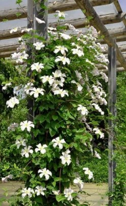 Huldine Clematis - 1 Gallon Pot -SHRUBS and BUSHES Shop clematis huldine 7jpg