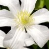 Huldine Clematis - 1 Gallon Pot -SHRUBS and BUSHES Shop clematis huldine 8