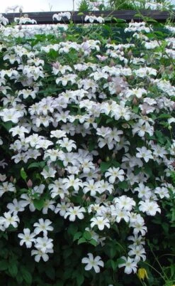 Huldine Clematis - 1 Gallon Pot -SHRUBS and BUSHES Shop clematis huldine 9