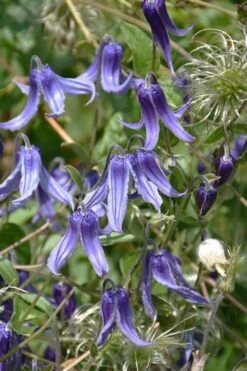 Clematis Integrifolia (Solitary Bush Clematis) - 1 Gallon Pot -SHRUBS and BUSHES Shop clematis integrifolia soiltary bush clematis 4