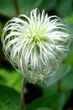 Clematis Integrifolia (Solitary Bush Clematis) - 1 Gallon Pot -SHRUBS and BUSHES Shop clematis integrifolia soiltary bush clematis 6