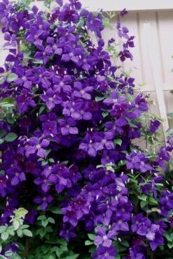 Jakmanii Purple Clematis - 1 Gallon Pot -SHRUBS and BUSHES Shop clematis jackmanii 9