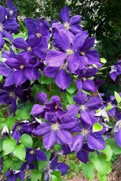 Jackmanii Superba Clematis - 1 Gallon Pot 11 Jackmanii Superba Clematis - 1 Gallon Pot -SHRUBS and BUSHES Shop clematis jackmanii superba 3
