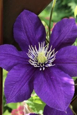 Jackmanii Superba Clematis - 1 Gallon Pot 13 Jackmanii Superba Clematis - 1 Gallon Pot -SHRUBS and BUSHES Shop clematis jackmanii superba 5