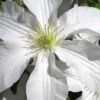 John Huxtable Clematis - 1 Gallon Pot 2 John Huxtable Clematis - 1 Gallon Pot -SHRUBS and BUSHES Shop clematis john huxtable 2