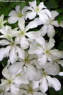 John Huxtable Clematis - 1 Gallon Pot -SHRUBS and BUSHES Shop clematis john huxtable 3