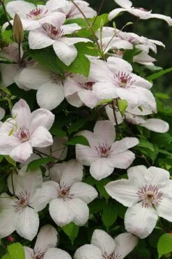 John Paul II Clematis - 1 Gallon Pot -SHRUBS and BUSHES Shop clematis john paul II 11