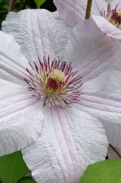 John Paul II Clematis - 1 Gallon Pot -SHRUBS and BUSHES Shop clematis john paul II 12