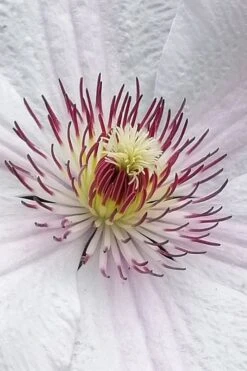 John Paul II Clematis - 1 Gallon Pot -SHRUBS and BUSHES Shop clematis john paul II 5