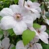 John Paul II Clematis - 1 Gallon Pot -SHRUBS and BUSHES Shop clematis john paul II 8