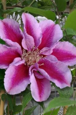 Killian Donahue Clematis - 1 Gallon Pot -SHRUBS and BUSHES Shop clematis killian donahue 1