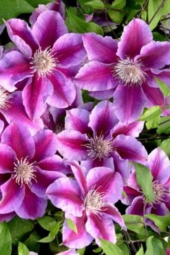 Killian Donahue Clematis - 1 Gallon Pot -SHRUBS and BUSHES Shop clematis killian donahue 2