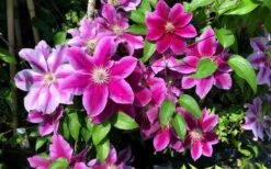 Killian Donahue Clematis - 1 Gallon Pot -SHRUBS and BUSHES Shop clematis killian donahue 3