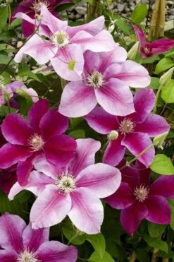 Killian Donahue Clematis - 1 Gallon Pot -SHRUBS and BUSHES Shop clematis killian donahue 4