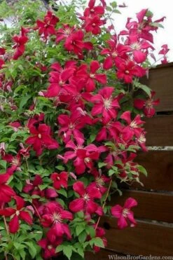 Madame Julia Correvon Clematis - 1 Gallon Pot -SHRUBS and BUSHES Shop clematis madame julia correvon 11
