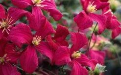 Madame Julia Correvon Clematis - 1 Gallon Pot -SHRUBS and BUSHES Shop clematis madame julia correvon 13
