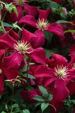 Madame Julia Correvon Clematis - 1 Gallon Pot -SHRUBS and BUSHES Shop clematis madame julia correvon 7