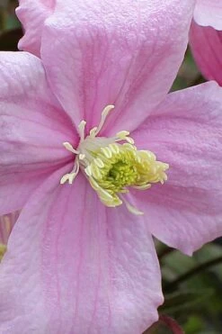 Mayleen Montana Clematis - 1 Gallon Pot 19 Mayleen Montana Clematis - 1 Gallon Pot -SHRUBS and BUSHES Shop clematis montana mayleen 4